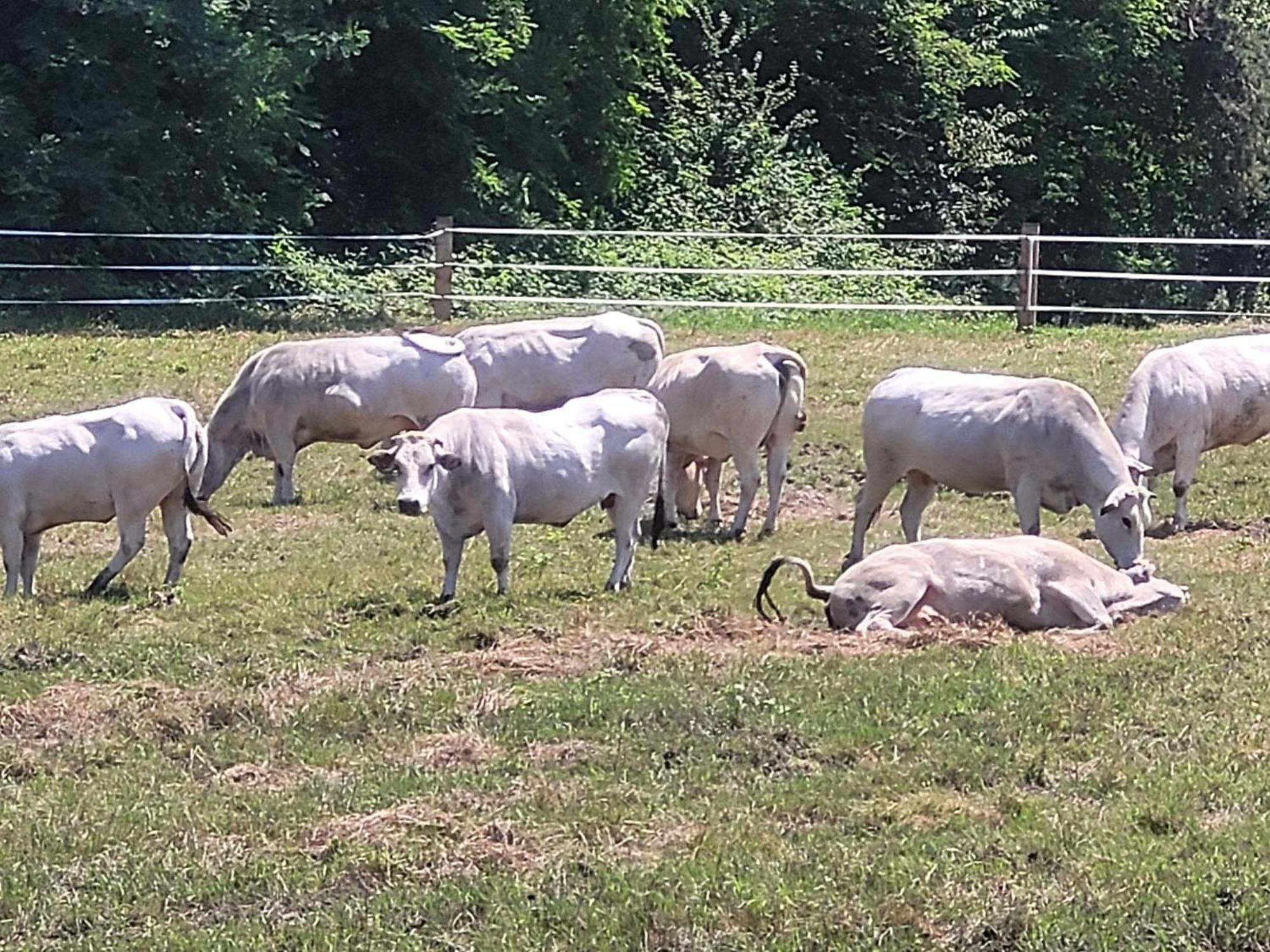 Agriturismo La Fornace Centro Ippico Villa Como Bagian luar foto