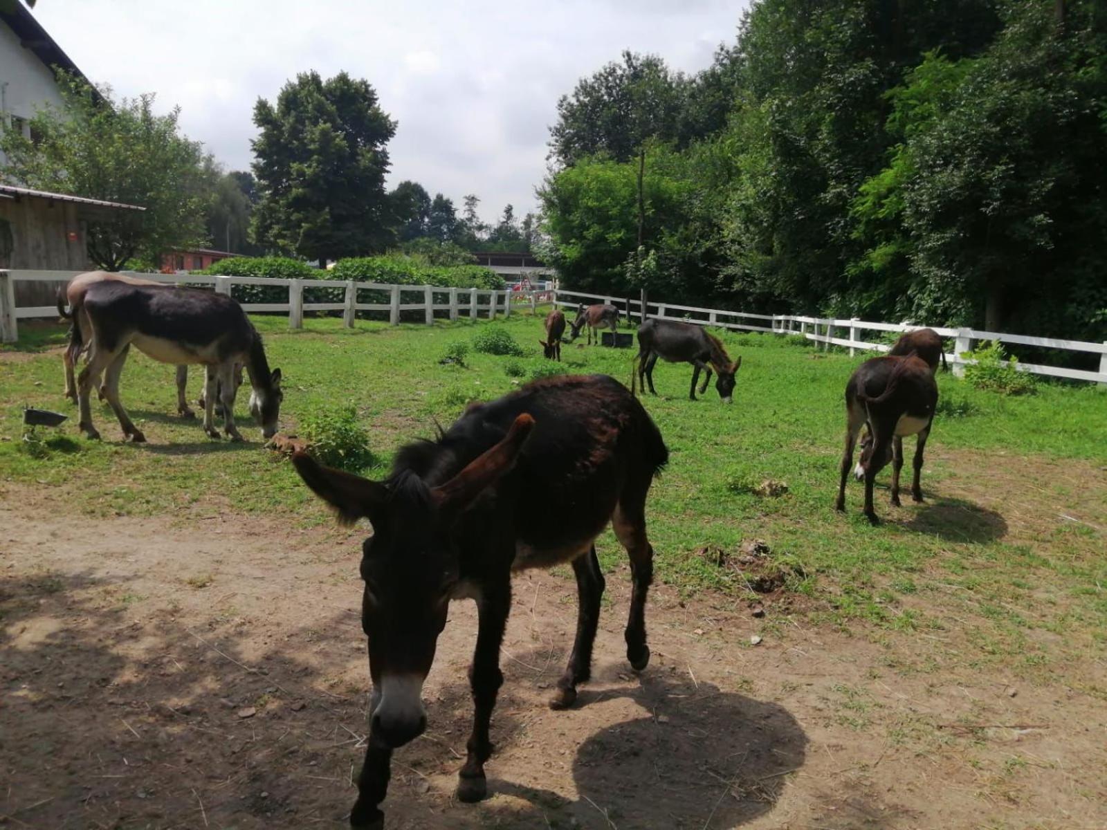 Agriturismo La Fornace Centro Ippico Villa Como Bagian luar foto